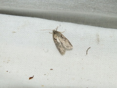 Semioscopis steinkellneriana
