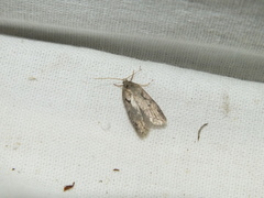 Semioscopis steinkellneriana