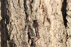 Leucorrhinia borealis