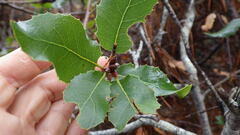 Quercus parvula