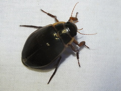 Dytiscus marginalis marginalis