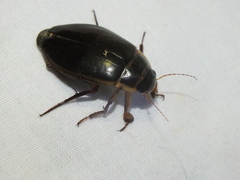 Dytiscus marginalis marginalis