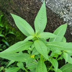 Ludwigia hyssopifolia