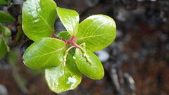 Arctostaphylos sensitiva