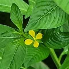 Ludwigia hyssopifolia