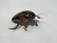 Dytiscus marginalis marginalis