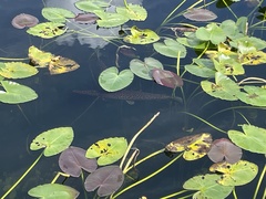 Lepisosteus platyrhincus