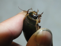 Dytiscus marginalis marginalis