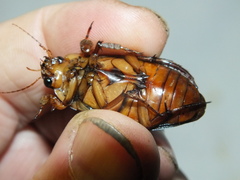 Dytiscus marginalis marginalis