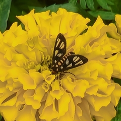 Amata huebneri