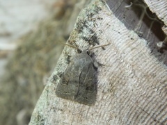 Orthosia populeti