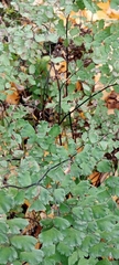 Adiantum capillus-veneris
