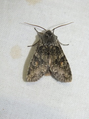 Lithophane consocia