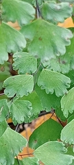 Adiantum capillus-veneris