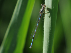 Coenagrion mercuriale