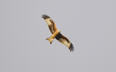 Milvus milvus milvus