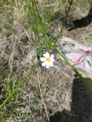 Cosmos parviflorus