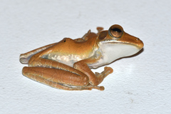 Polypedates cruciger