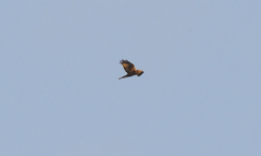 Circus aeruginosus