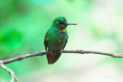 Heliodoxa rubricauda