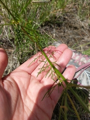 Cosmos parviflorus