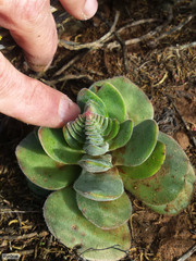 Crassula tomentosa