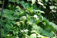 Dipsacus japonicus