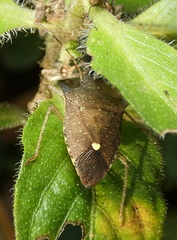 Proxys albopunctulatus