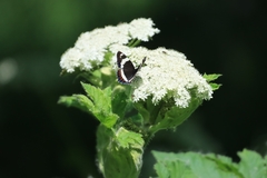 Limenitis arthemis rubrofasciata