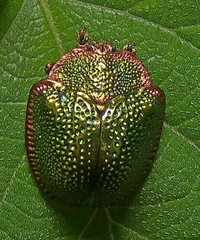 Polychalca punctatissima