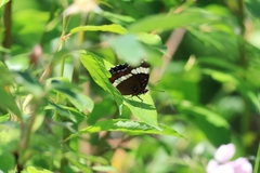 Limenitis arthemis rubrofasciata
