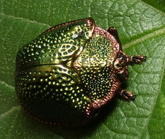 Polychalca punctatissima