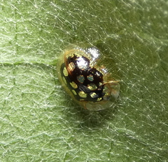 Plagiometriona microcera