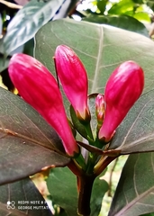 Graptophyllum pictum