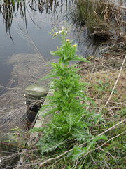 Sonchus asper