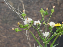 Sonchus asper