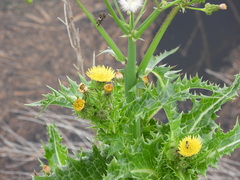 Sonchus asper