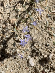 Eriastrum densifolium