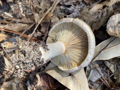 Lactarius chelidonium