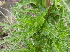 Sonchus asper