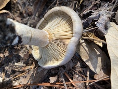 Lactarius chelidonium