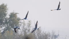 Larus fuscus