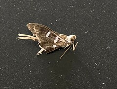 Desmia funeralis
