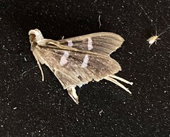 Desmia funeralis
