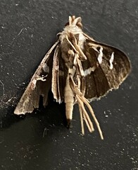 Desmia funeralis