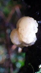 Naematelia encephala