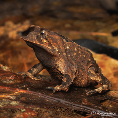 Proceratophrys pombali