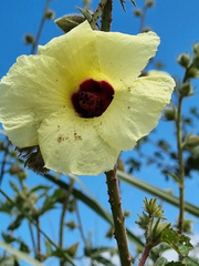Hibiscus ludwigii