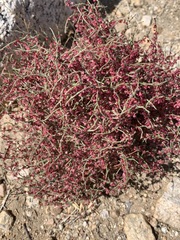 Eriogonum nidularium