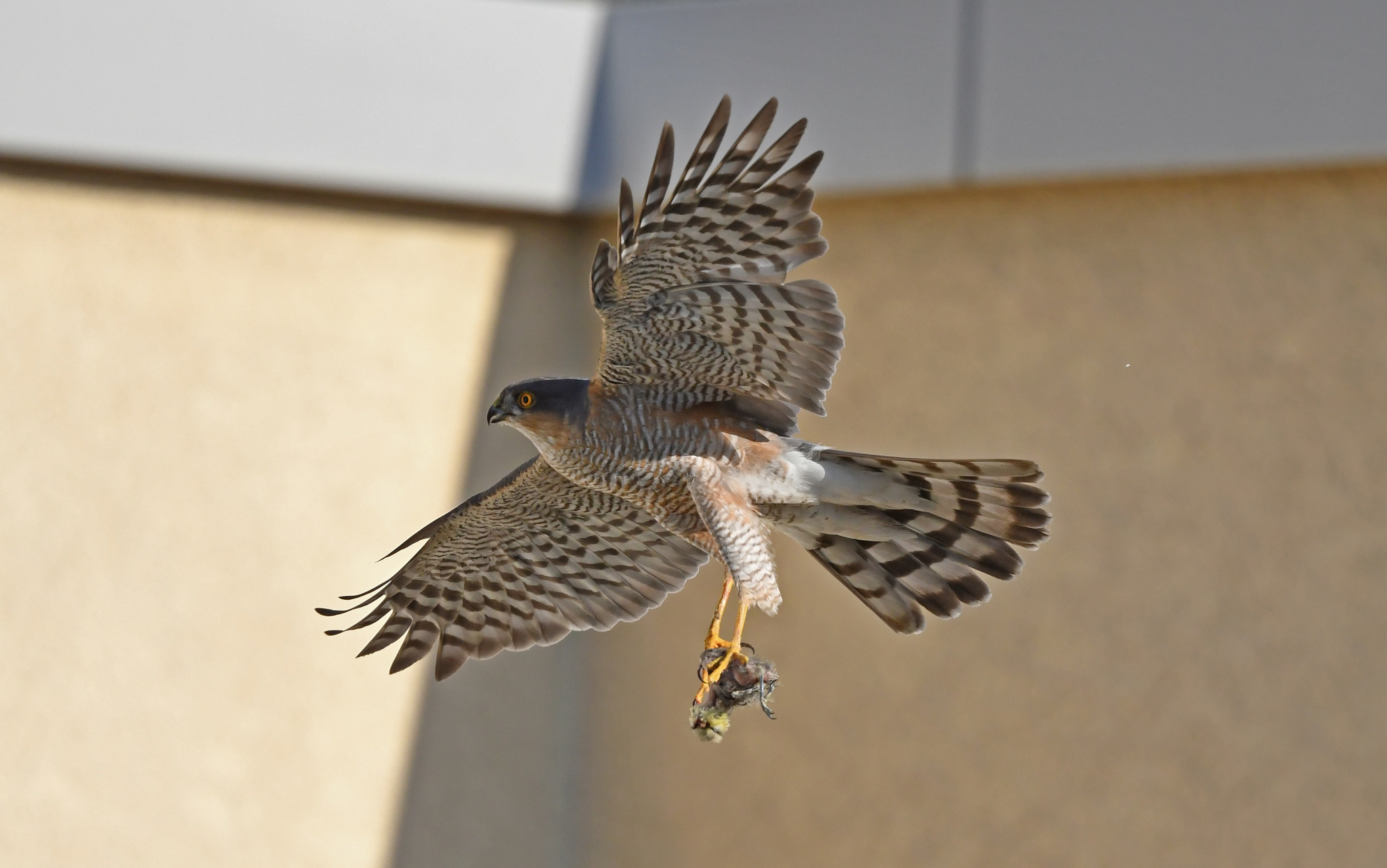 Eurasian Sparrowhawk (Accipiter nisus)